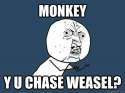 monkey chase weasel.jpg