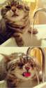 cat kitten mess up faucet water.jpg