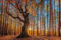 TheTree.jpg