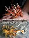 fungal spider.jpg