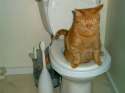 catpooping71.jpg