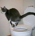 catpooping72.jpg