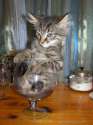 catglassxb6.jpg
