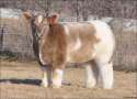 Shampooed-cow-look-like-plush-cow.jpg