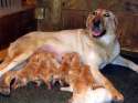 blondeeXmac_litter.jpg