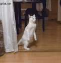 1416985077794.gif