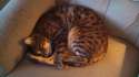it's leo, the cat.jpg