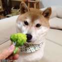 doge (1).gif