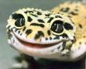 geck.jpg