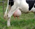 udder.jpg
