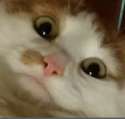53204de78e22e2f349430aa663344cea.png