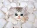 kitten_marshmallow.jpg