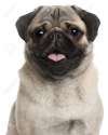 9748979-Close-up-of-Pug-8-months-old-in-front-of-white-background-Stock-Photo.jpg