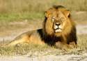 1 trillion lions.jpg
