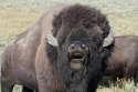 Bull-American-bison-in-rut-Hayden-Valley-Yellowstone-National-Park.jpg