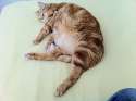 Fatty (2275).jpg