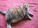 Fatty (1304).jpg
