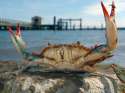 crab.jpg