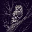 BarredOwl.jpg