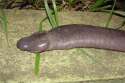 snake-discovered-in-brazil.jpg