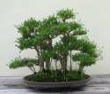 Japanese_Boxthorn,_1951-2007.jpg