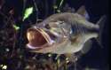 Largemouth_Bass.jpg