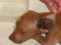 tryphophobia3.png