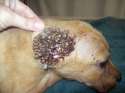 tryphophobia5.jpg