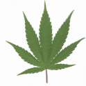 marijuana_leaf_pic.jpg