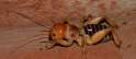 potato_bug_ryan_florida.jpg
