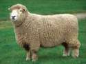sheep.jpg