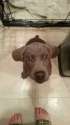 mypuppo.jpg