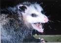 possum.jpg