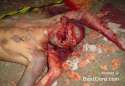 head-impalement-brutal-01.jpg