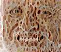 inceptionism-neural-network-deep-dream-art-371.jpg