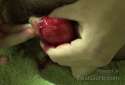 self-castration-man-remove-own-testicle-at-home-500x340.jpg