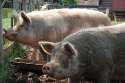 2-pigs-jk.jpg