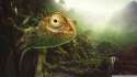 jungle_chameleon-wallpaper-1920x1080.jpg