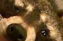 sadracooneyes.png