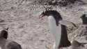 penguins.png