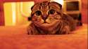 kattens.gif
