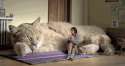 Cat Sofa.gif