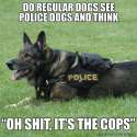 K9.jpg