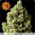 critical-kush-31873[1].jpg