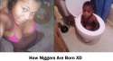 niggersborn.png
