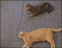 tmp_18821-1474393367750-426285517.gif