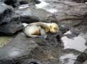 s-And-this-lil-sea-lion.jpg
