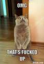 horrorcat-meme-generator-omg-that-s-fucked-up-24f1f9.jpg
