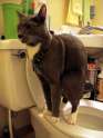catpooping88.jpg