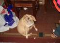 3890-oh-you-dog.jpg